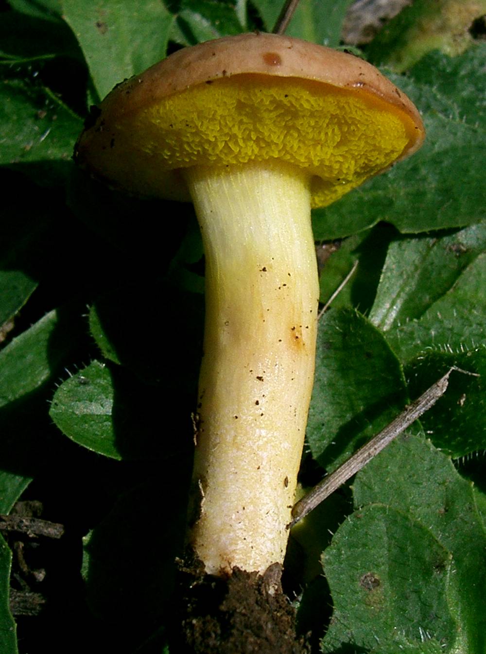 Funghi poco comuni:-  Aureoboletus gentilis